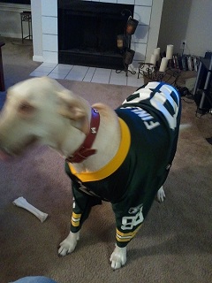 Dog in Greenbay Packers Jersey